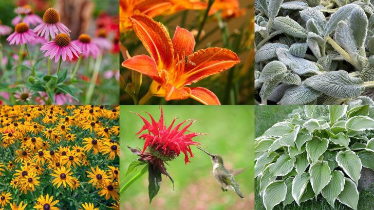 I Planted 12 Fast-Growing Perennials—and Only 4 Were Worth It