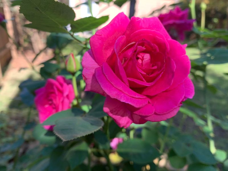ENFJ: Rose