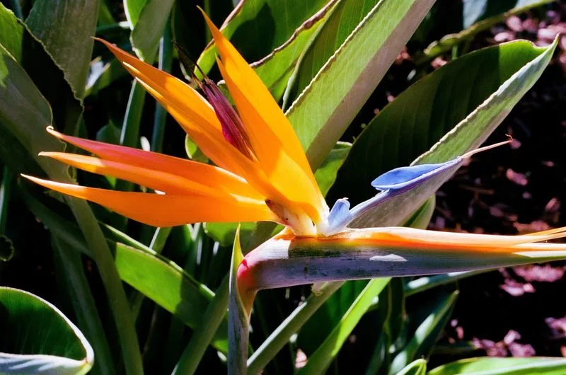 ENFP: Birds of Paradise