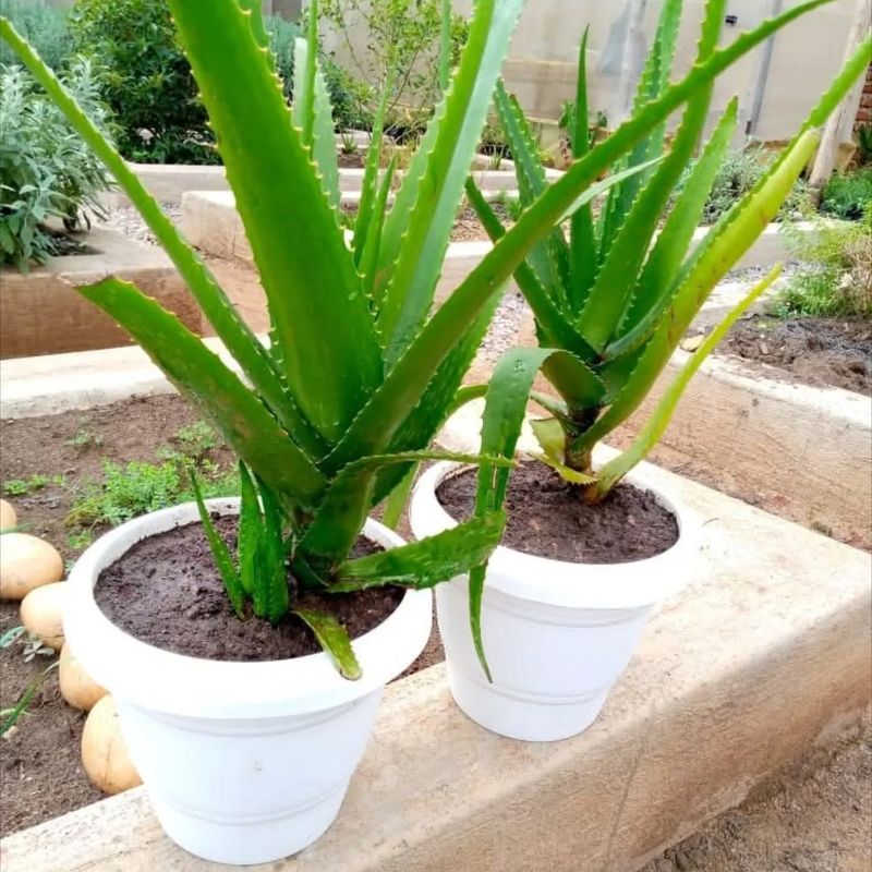 ESTP: Aloe Vera