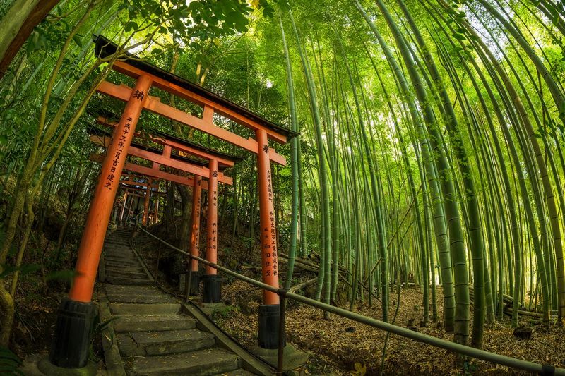 ENTJ: Bamboo