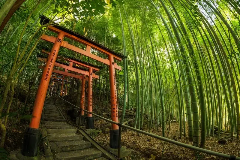 ENTJ: Bamboo