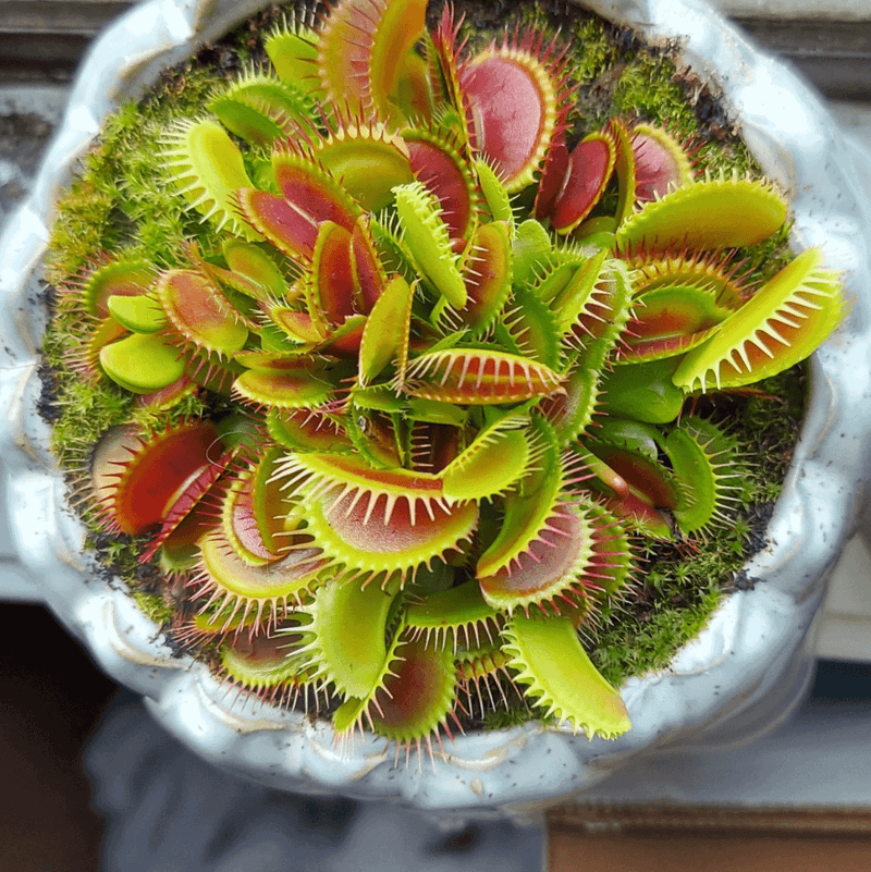 ENTP: Venus Flytrap