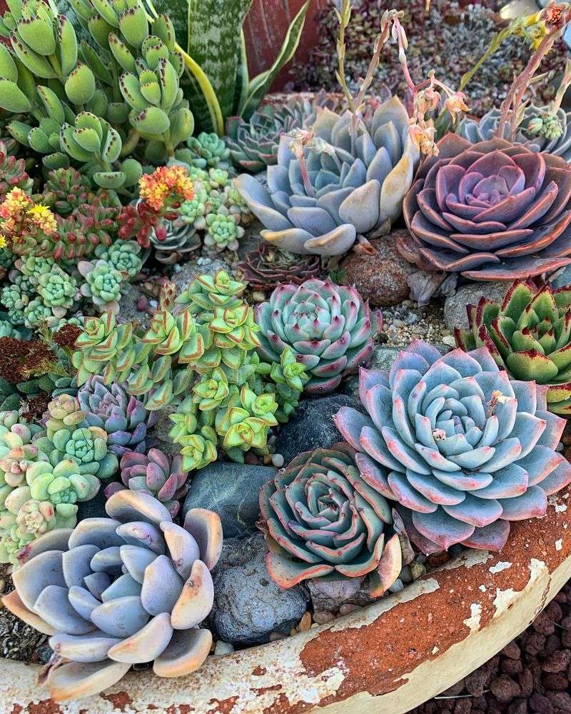 ESTP: Succulent