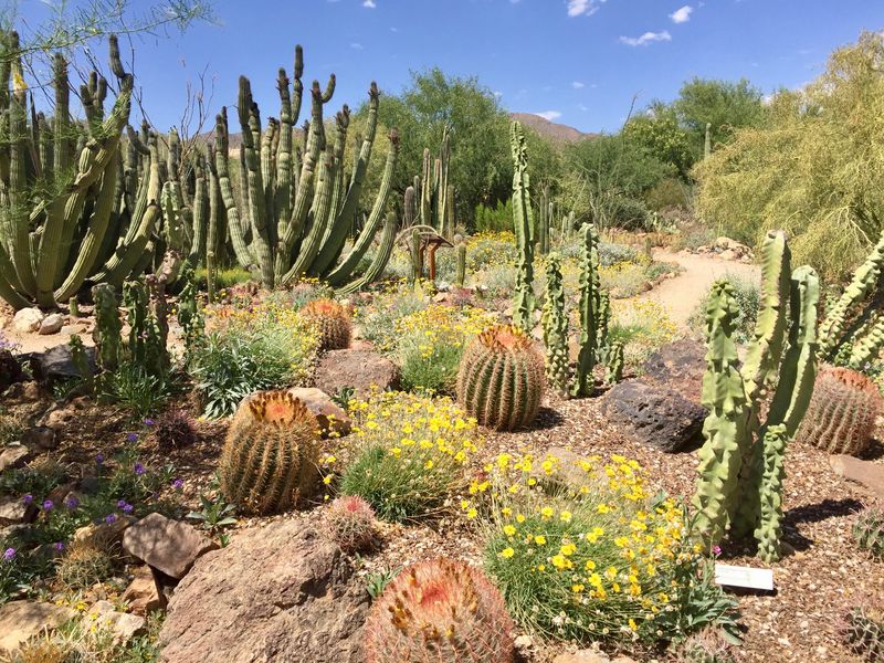 ESTJ: Cactus