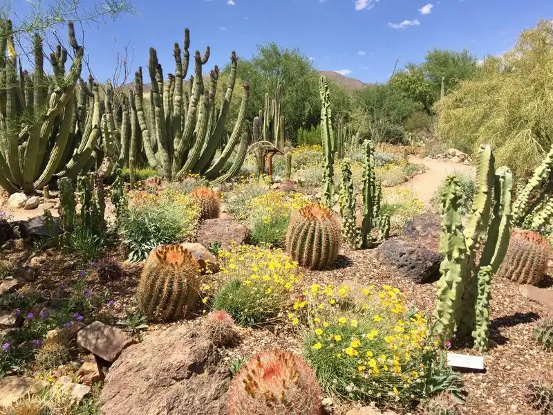 ESTJ: Cactus