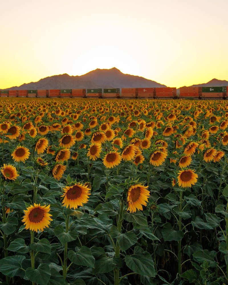 ESFP: Sunflower