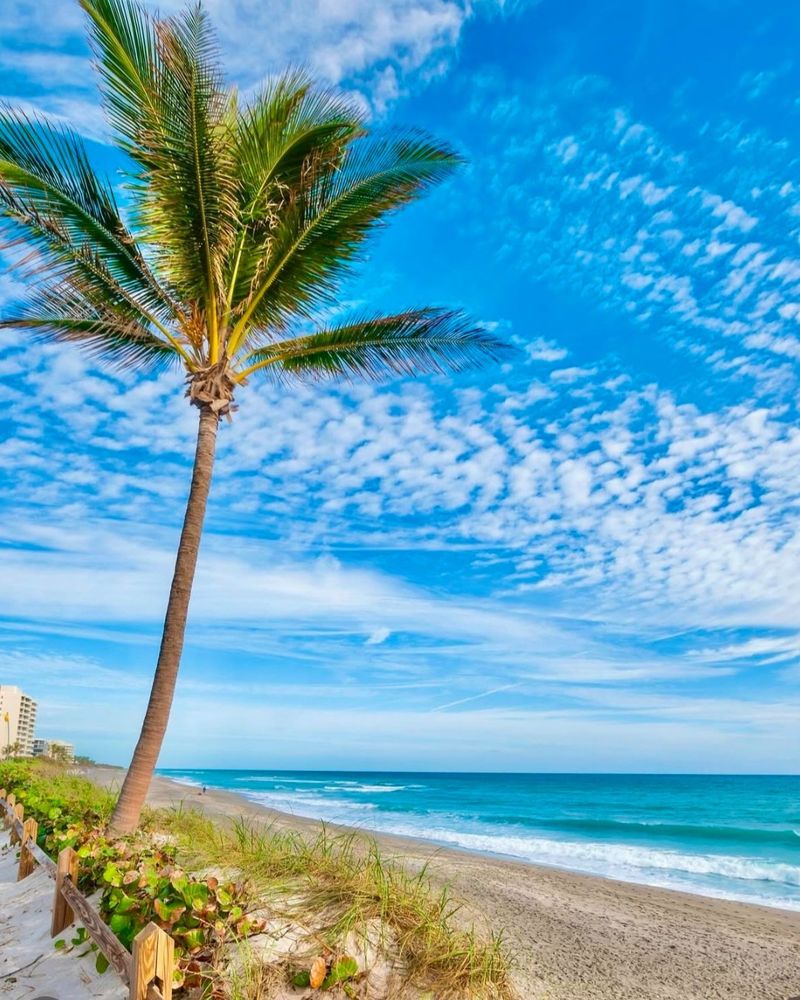 ENTJ: Palm Tree