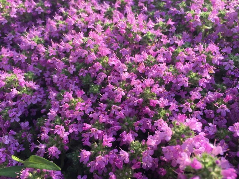 Thyme