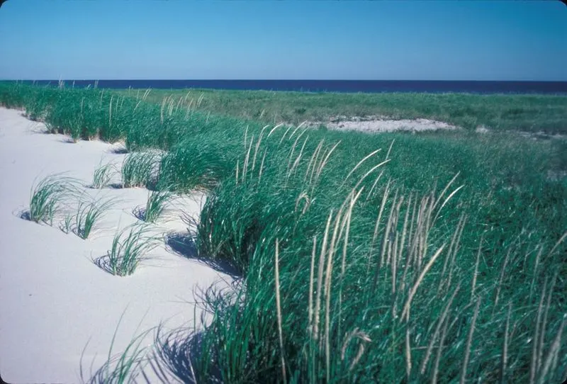 Beach Grass (Ammophila breviligulata)