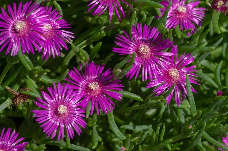 Ice Plant (Delosperma)
