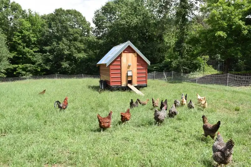 Not Rotating Pasture