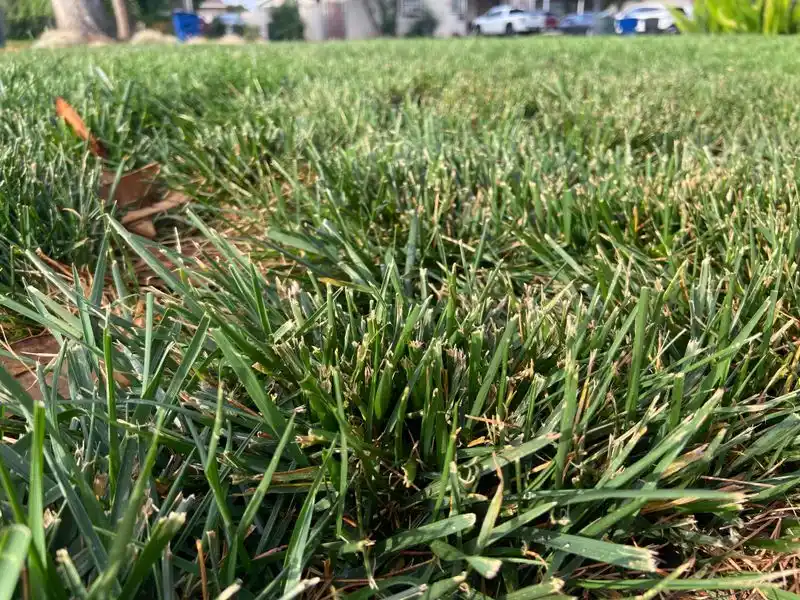 Using Dull Mower Blades