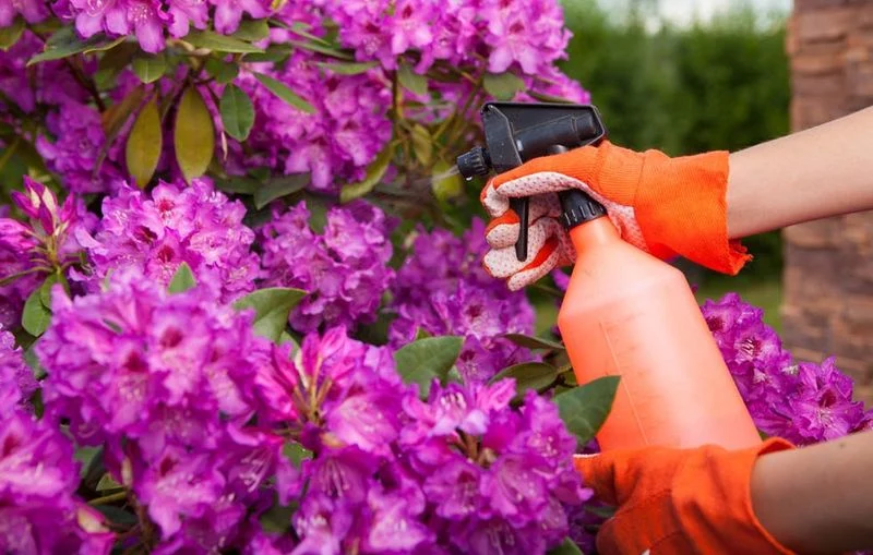 Neglecting Pest Control