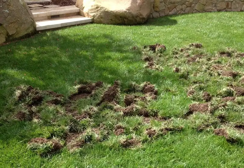Underestimating Grub Damage