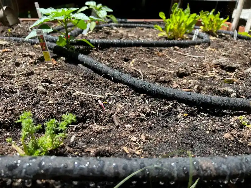 Overwatering Plants