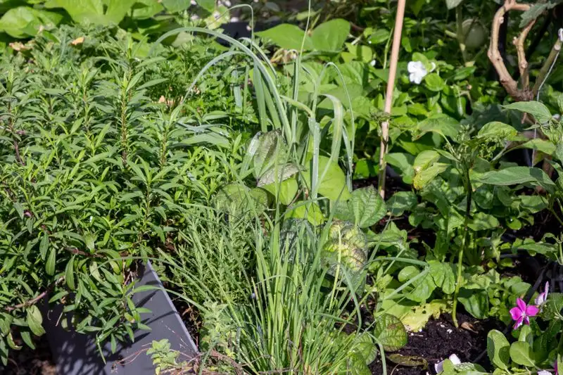 Ignoring Plant Spacing