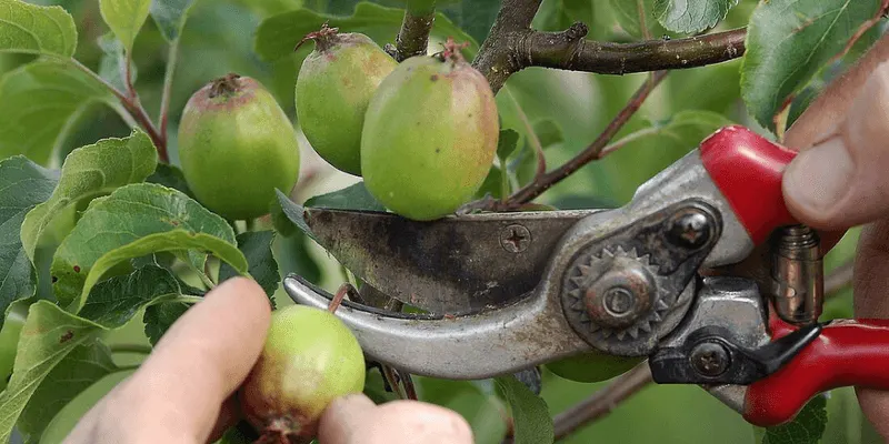 Targeted Thinning: Enhancing Sunlight Penetration