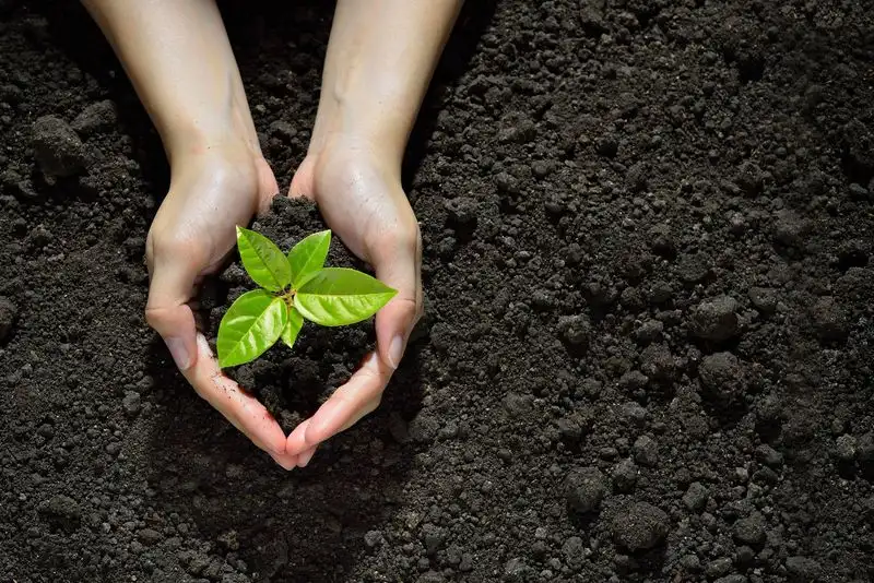 Neglecting Soil Quality