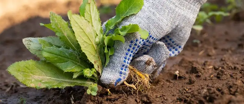 Neglecting Weeding