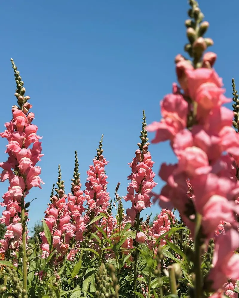 Snapdragons
