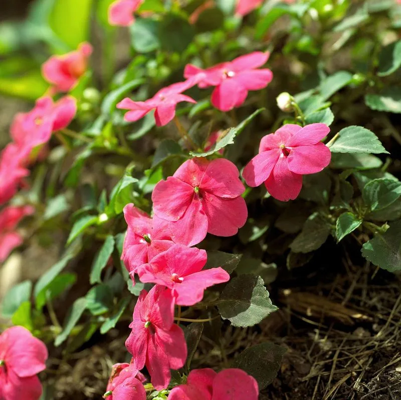 Impatiens