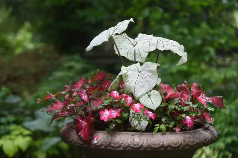Impatiens and Caladium