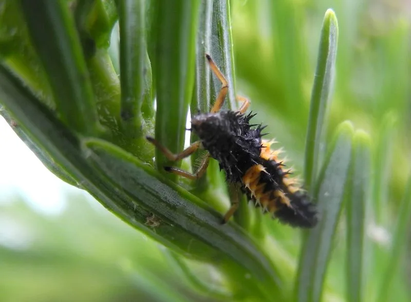 Implement Pest Control