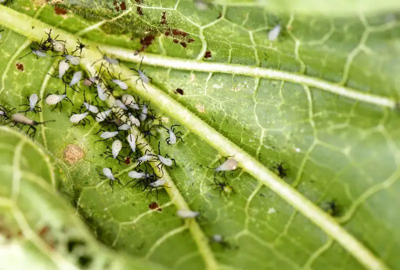 Pest Infestation