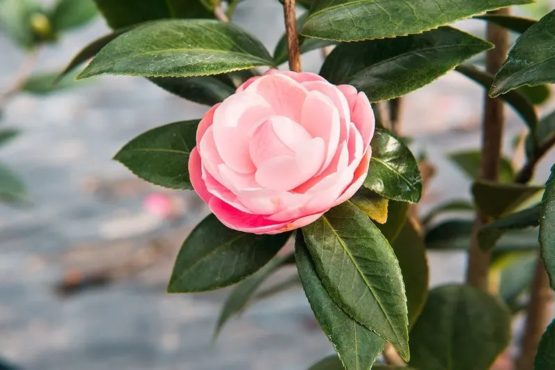 Improper Pruning Practices