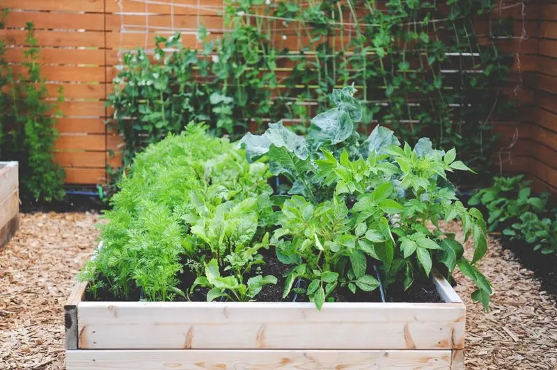 Overcrowding Plants