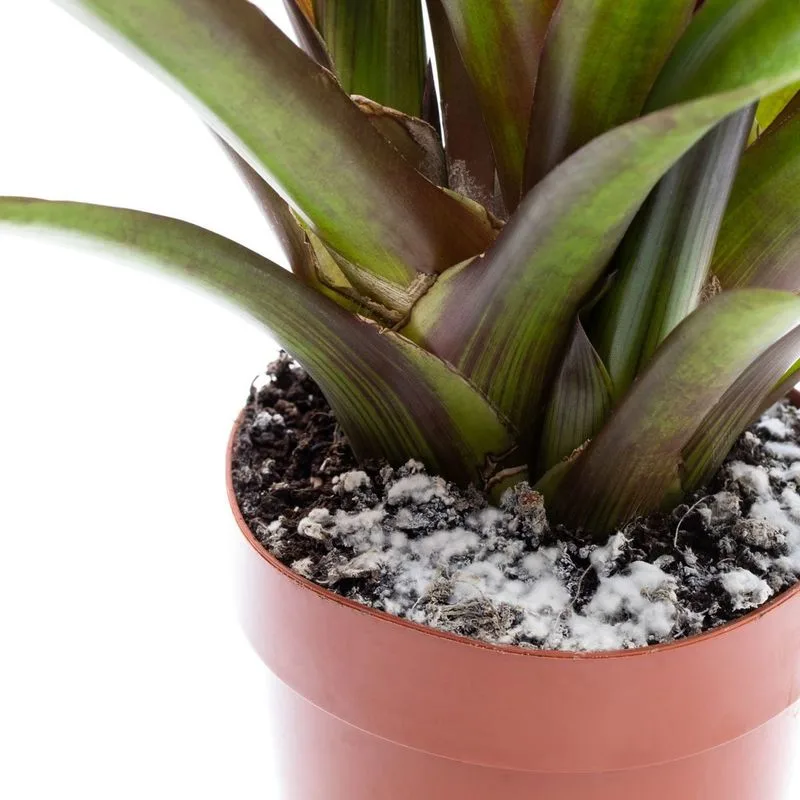 Improper Soil Mix
