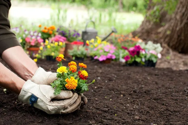 Improve Soil Quality