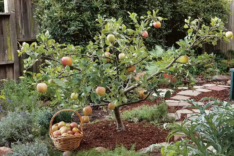 Increased Flowering and Fruit Production