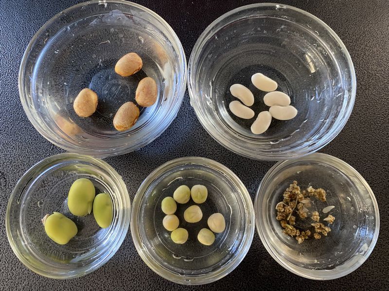 Improves Seedling Development