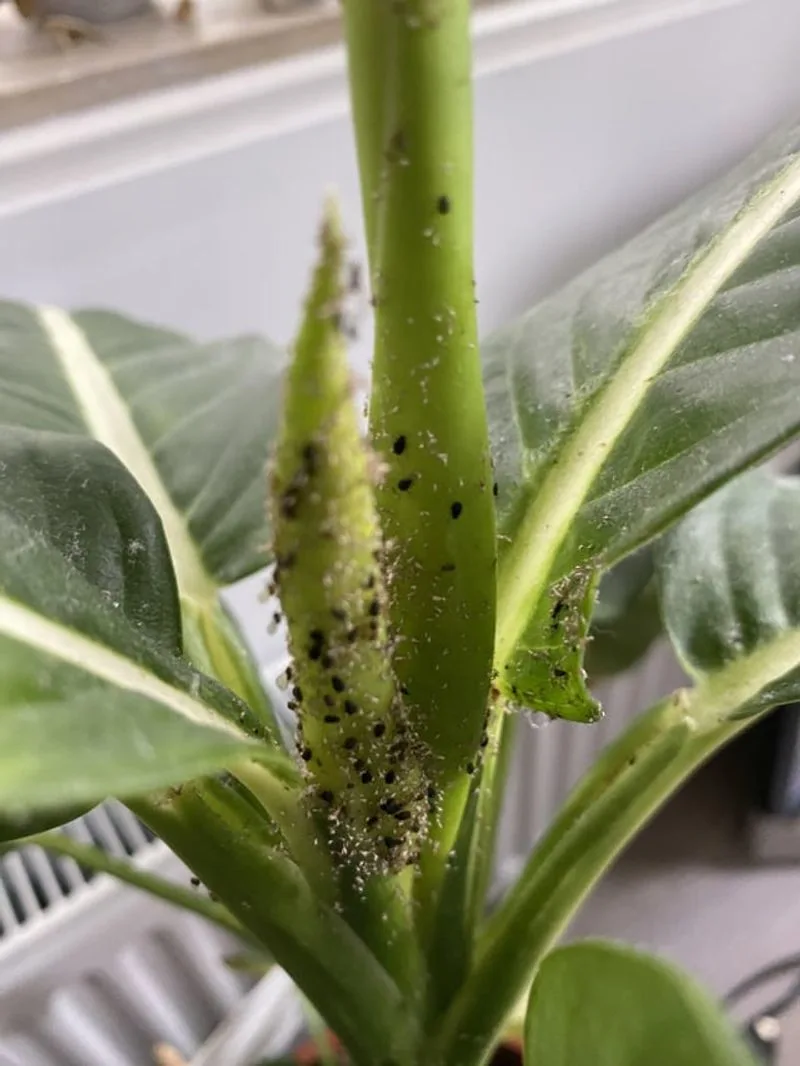 Pest Infestation