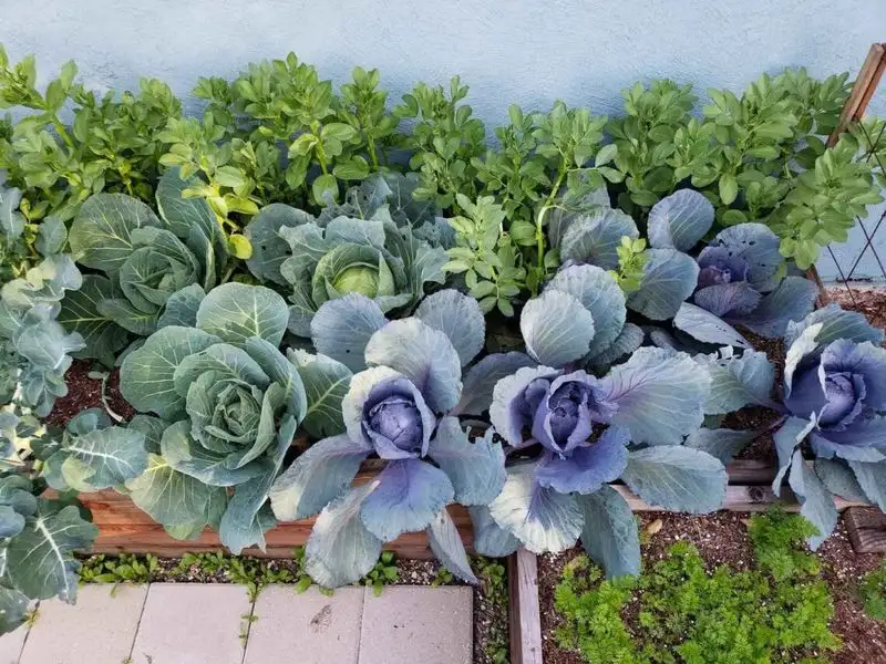 Failing to Rotate Plants