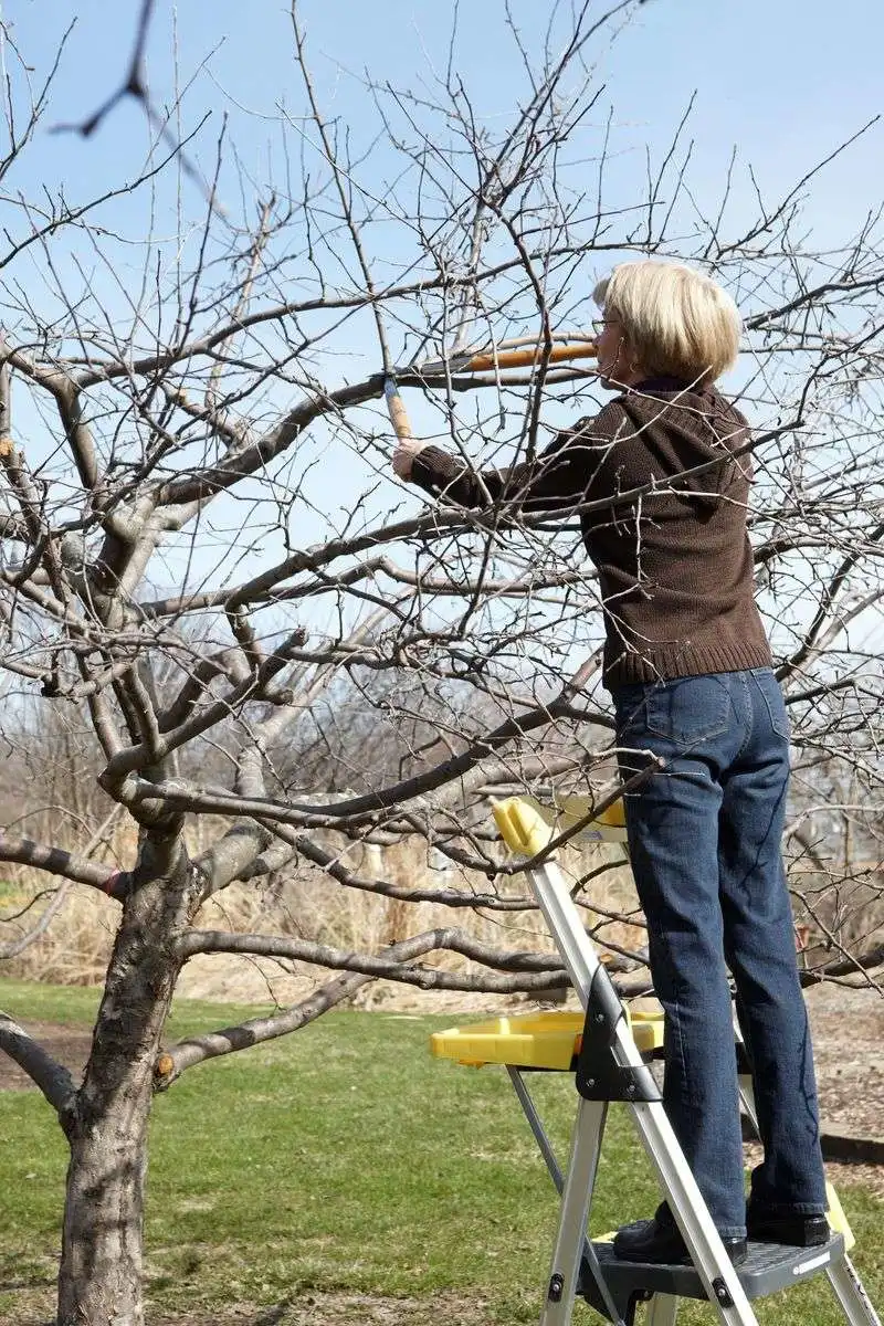 Neglecting Tree Shape: Aesthetic and Functional Flaw