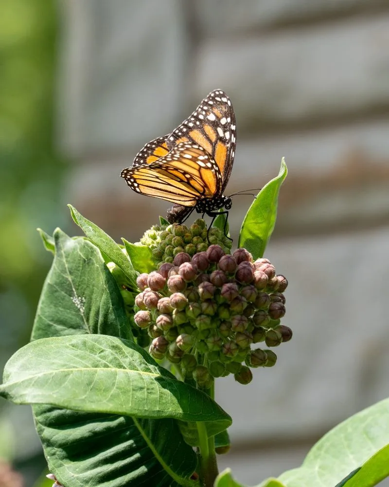 Incorporate Fragrant Herbs