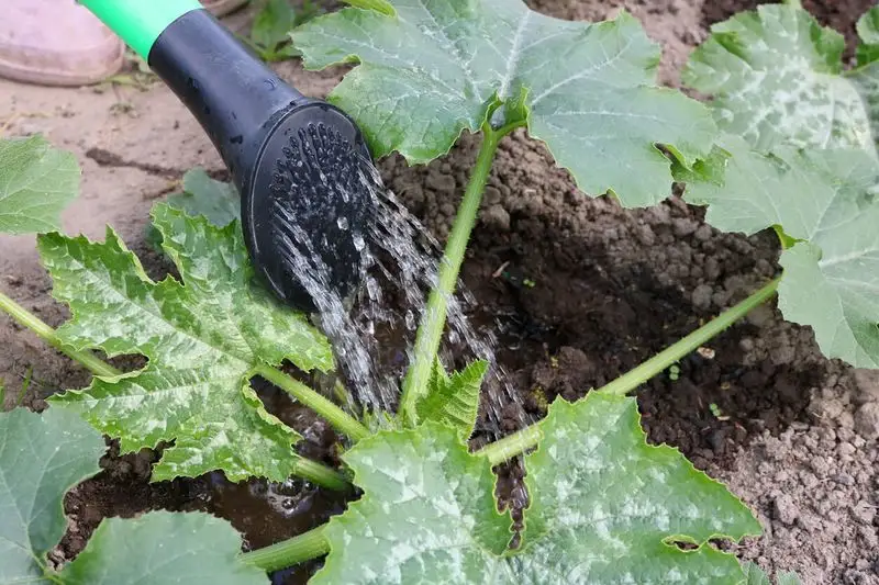 Insufficient Watering