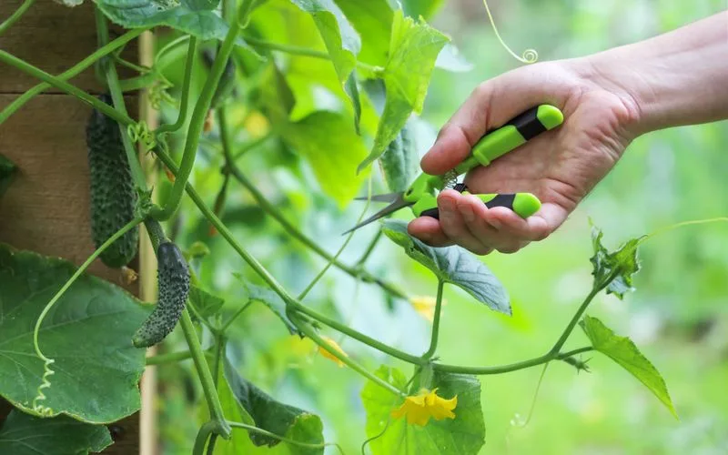 Incorrect Pruning