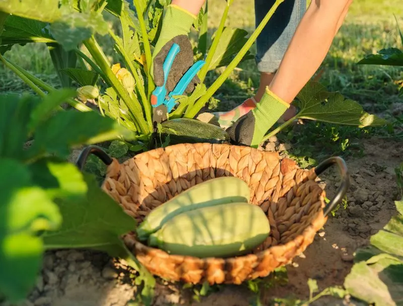 Improper Pruning