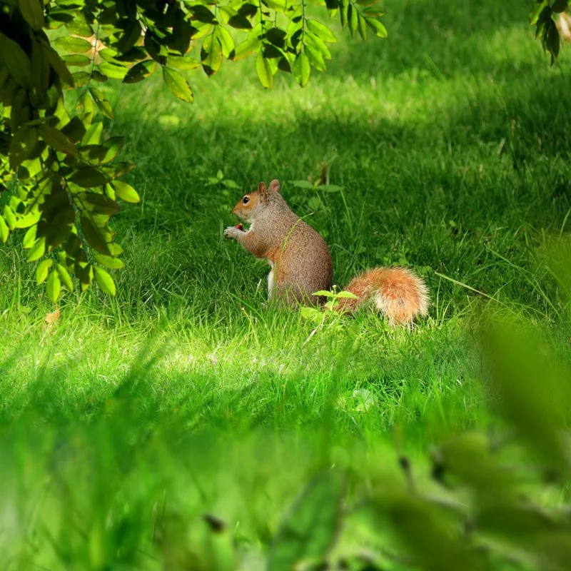 Increased Privacy for Wildlife