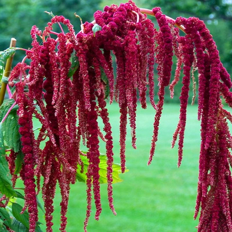 Amaranthus