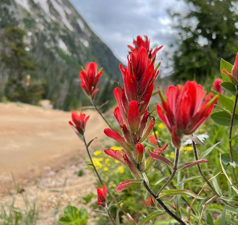 Indian Paintbrush