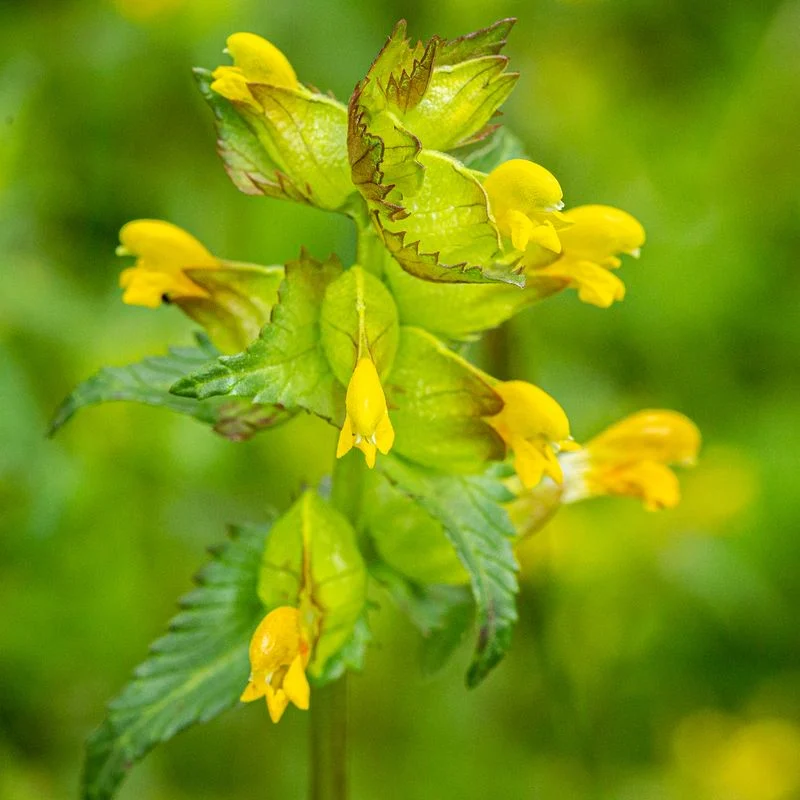 Yellow Rattle