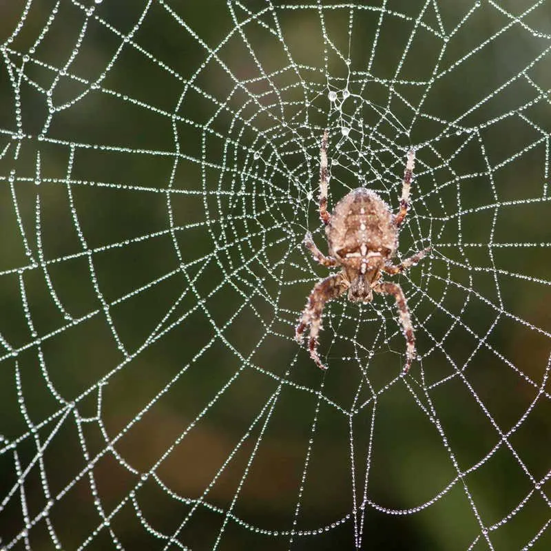 Indicator of Biodiversity