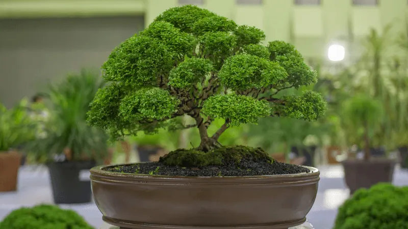 Indoor Bonsai Gardens