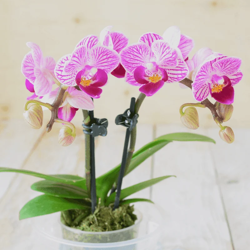 Indoor Orchids
