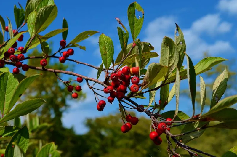 Red Chokeberry
